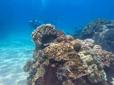 Bangka Dive 4 - Areng Kambing