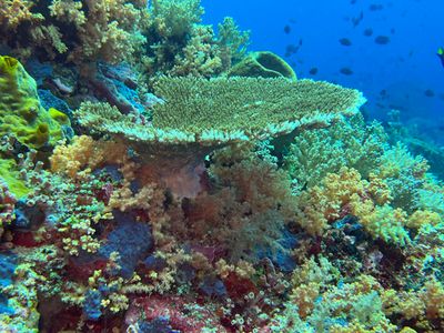 Bangka Dive 6 - Batu Sahaung