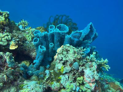 Bangka Dive 8 - Tanjung Tarabitan