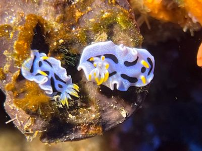 Bunaken Dive 3 - Lekuan 2 