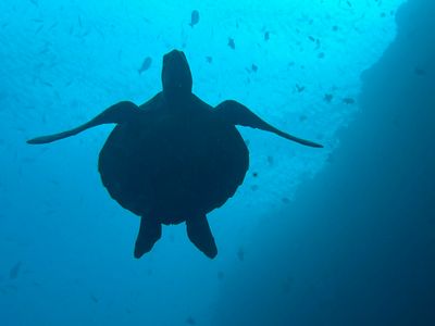 Bunaken Dive 2 - Alungbanua