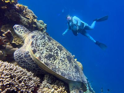 Bunaken Dive 7 - Bastianos 4