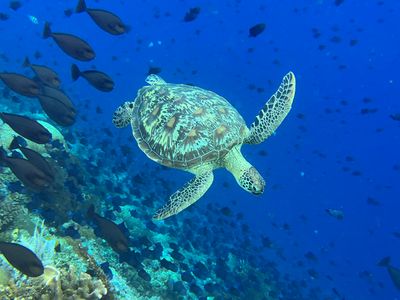Bunaken Dive 8 - Lekuan 2
