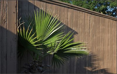 palm shadows
