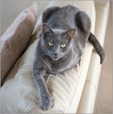 zula