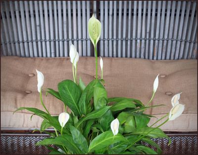 peace lily