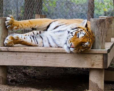 _MG_0949a 8x10am.jpg