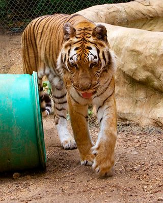 _MG_0470 8x10gold.jpg