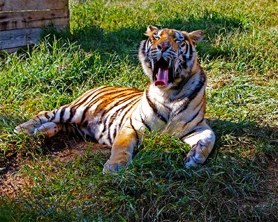 _MG_8558 8x10tork.jpg