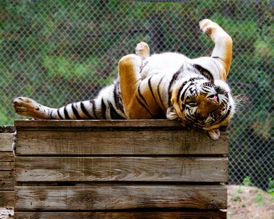 _MG_2709ind-8x10.jpg