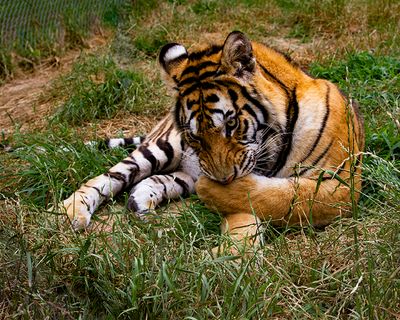 _MG_7732 tor8x10.jpg