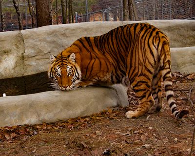 _MG_3447a 8x10am.jpg