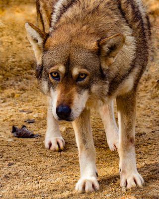 _MG_4131a 8x10frey.jpg