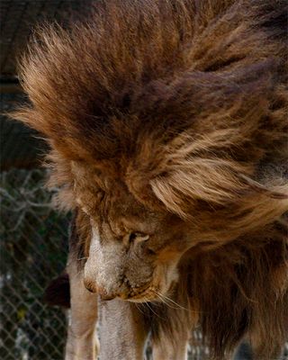 _MG_6259fur8x10 copy.jpg