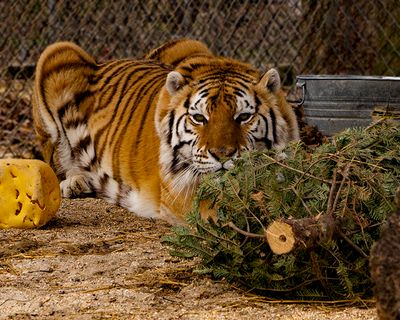 _MG_0445 8x10kat.jpg