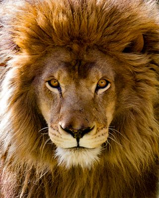 _MG_0901a 8x10 mr.jpg