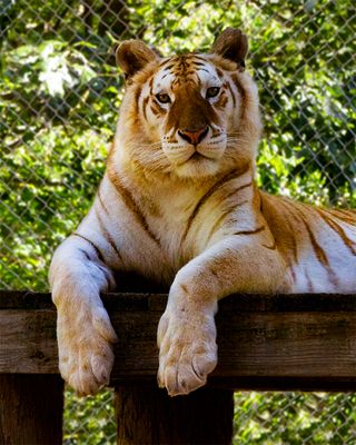 _MG_0229 8x10rav.jpg