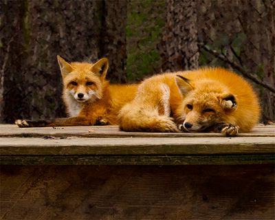 _MG_3778a 8x10lucrub.jpg