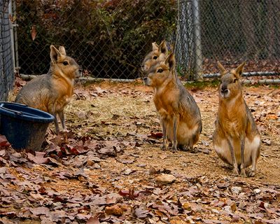 _MG_3581a 8x10cavies.jpg