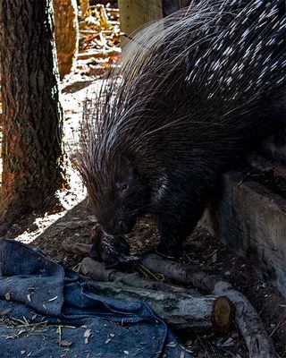 _MG_8700a 8x10porc.jpg