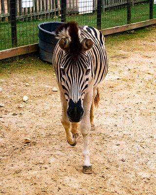 _MG_7968a 8x10zach.jpg