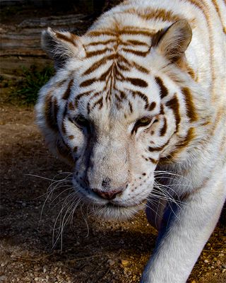 _MG_9670 8x10dia.jpg
