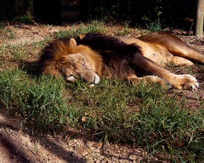 _MG_8529 8x10fur.jpg