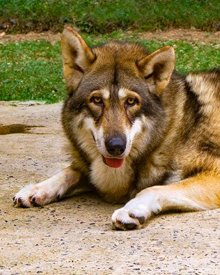 _MG_9283a 8x10frey.jpg
