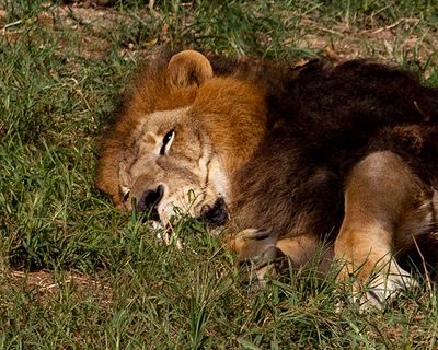 _MG_8523 8x10fur.jpg