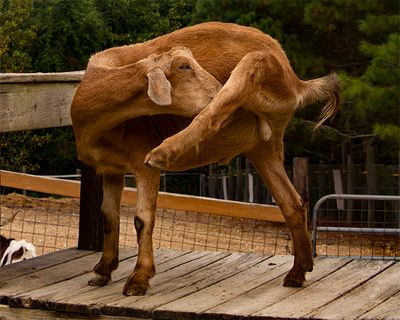 _MG_6944a 8x10el.jpg