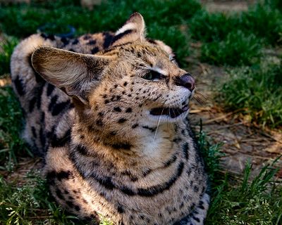 _MG_1206a 8x10mol.jpg