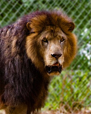 _MG_2307a 8x10fur.jpg