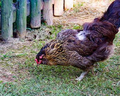 _MG_2229a 8x10chick.jpg