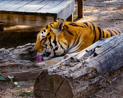 _MG_2370a 8x10tsu.jpg