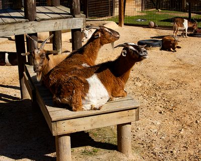 _MG_1013goats8x10 copy.jpg
