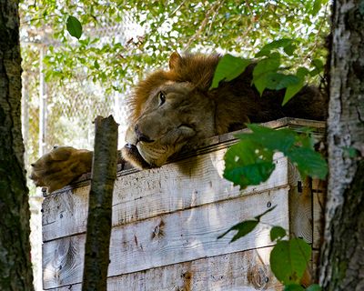 _MG_2379 8x10fur.jpg