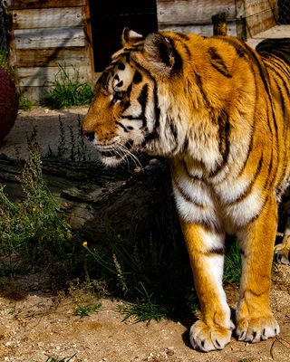 _MG_0109 8x10khan.jpg