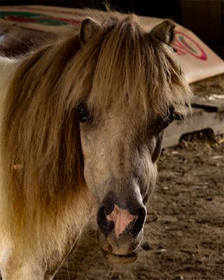 _MG_6074a 8x10tul.jpg