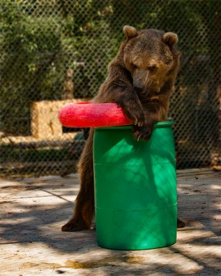 _MG_6496a 8x10yo.jpg
