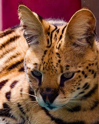 _MG_0309a 8x10kay.jpg