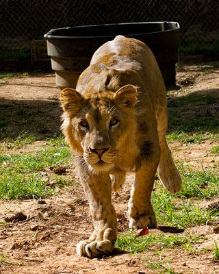 _MG_1109a 8x10kaw.jpg