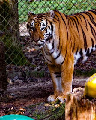 _MG_0806 8x10cal.jpg