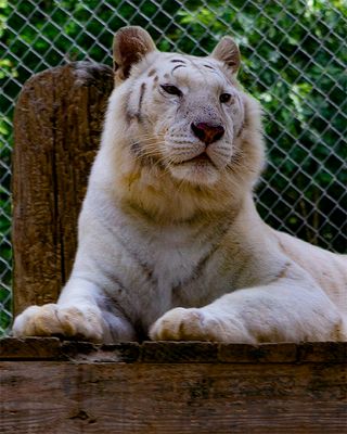 _MG_0158 8x10aur.jpg