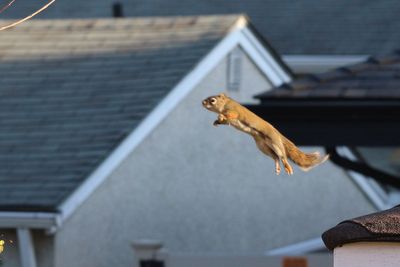 Squirrels