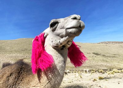 Colca Canyon