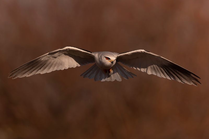 Black-winged Kite (Elanus caeruleus)