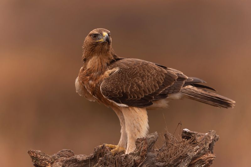 Bonellis Eagle (Aquila fasciata)