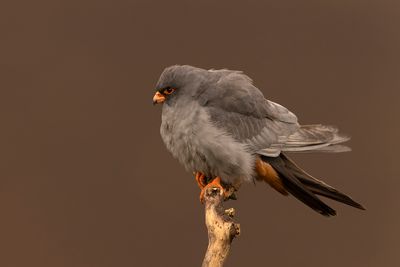 Red-footed Falcon (Falco vespertinus)