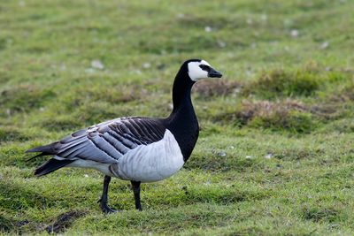 Barnacle Goose (Branta leucopsis)