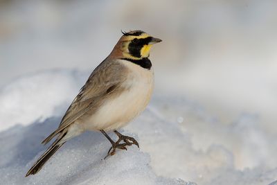 Atlas Horned Lark (Eremophila atlas)